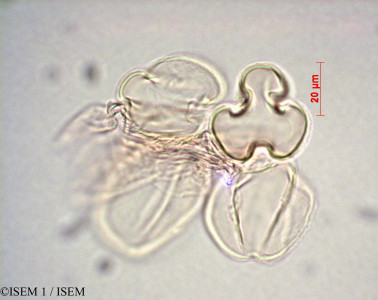 ISEM 1/Viola_palustris_28198/Viola_palustris_28198_0001(copy)_thumb.jpg